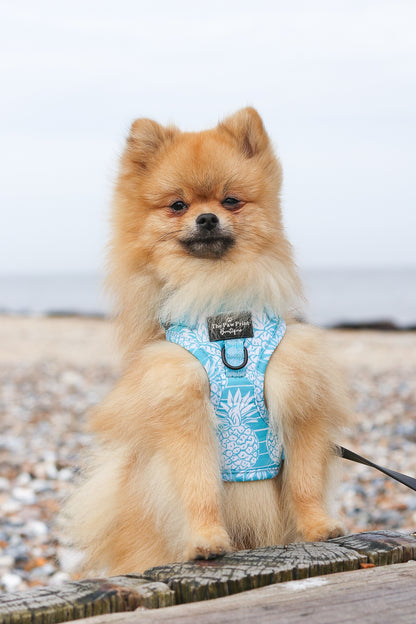 The Pineapple Pawty Adjustable Harness
