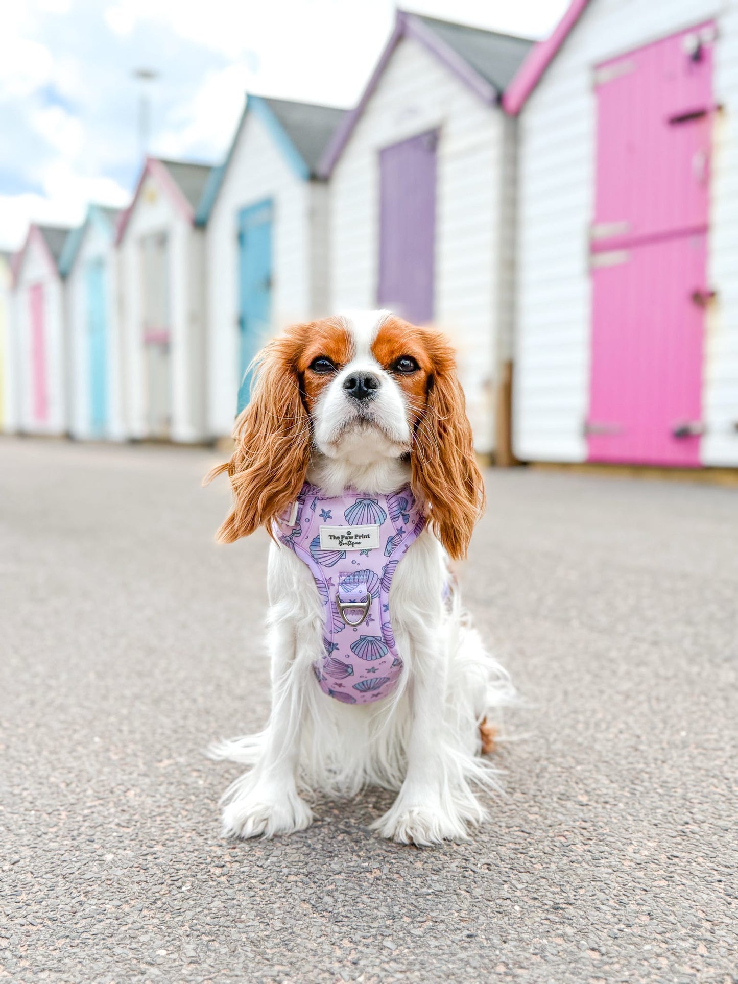 Mermaids Tails Adventure Paws Harness