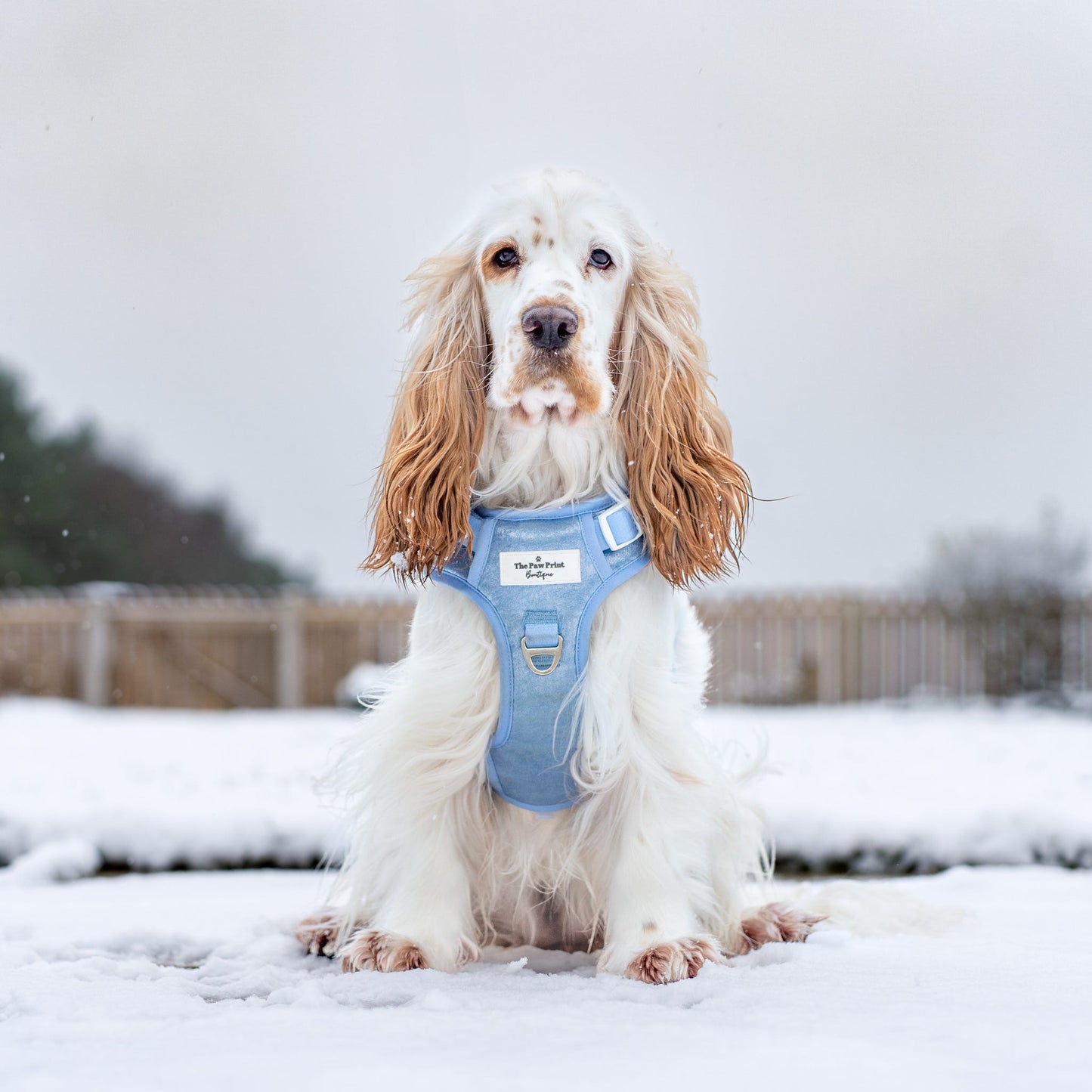 The Ocean Blue Adventure Paws Harness