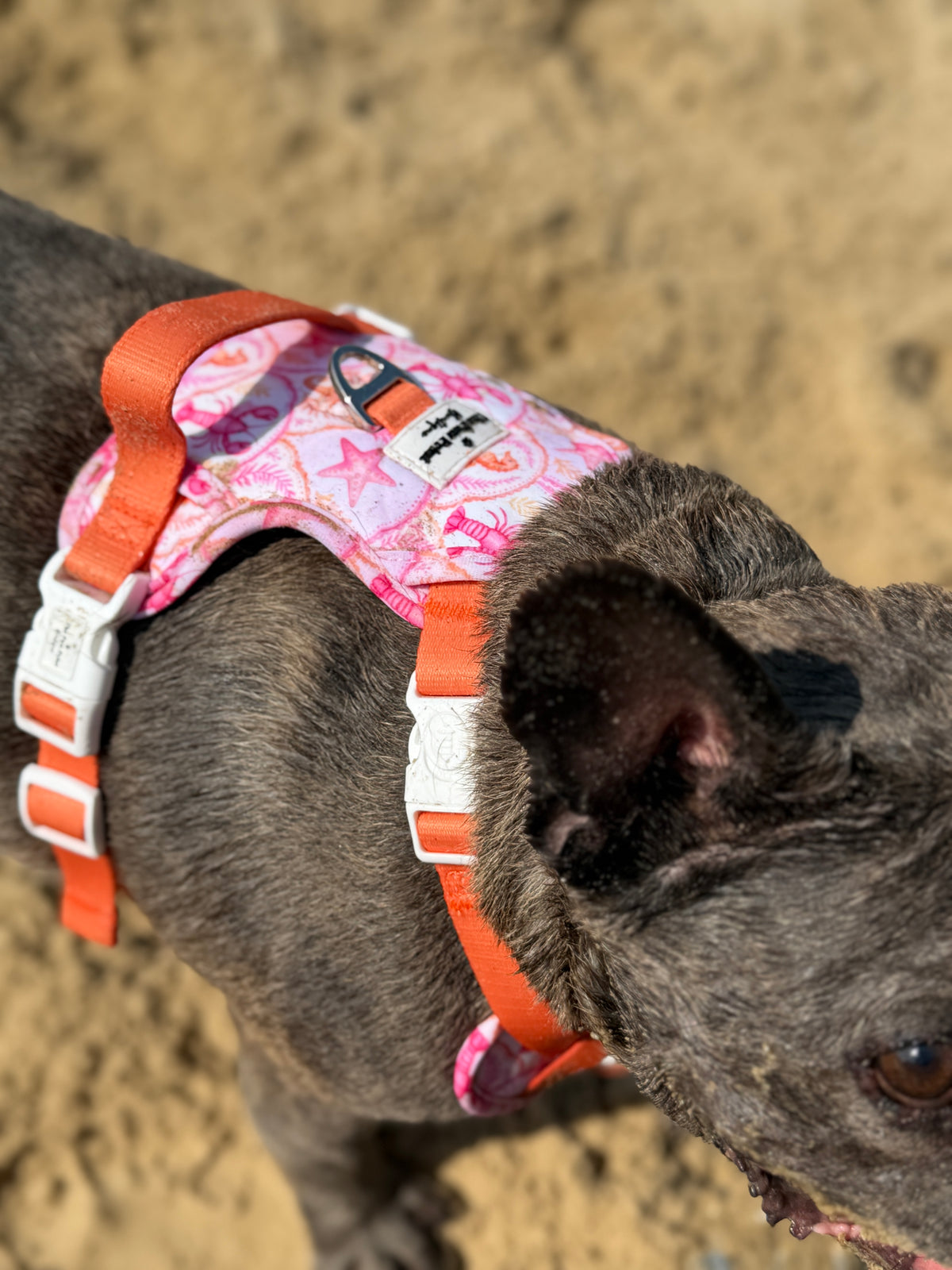 Under the Sea Adventure Paws Harness