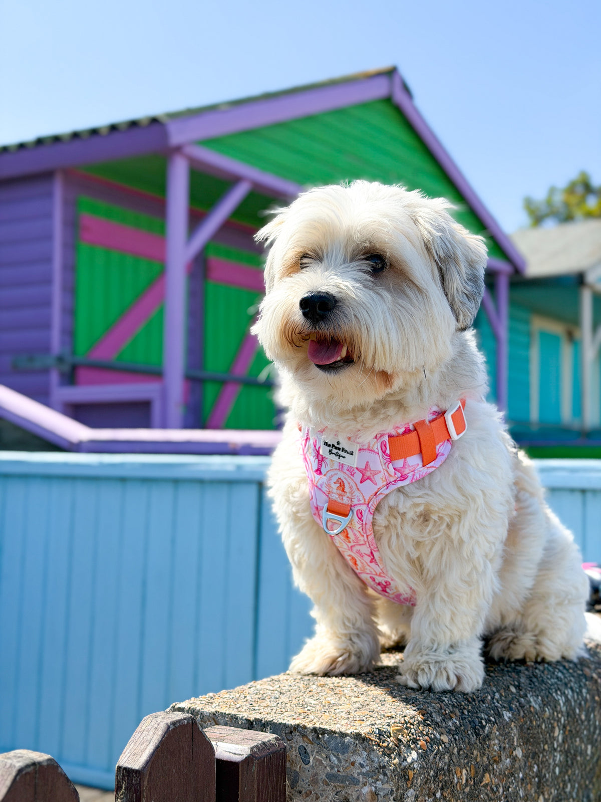 Under the Sea Adventure Paws Harness