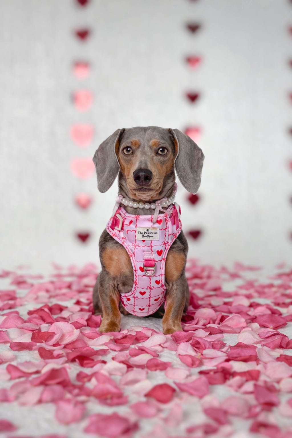 Pink Chequered Hearts Adventure Paws Harness