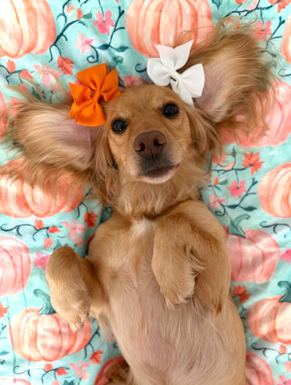 Pablo’s Pumpkins Dog Blanket