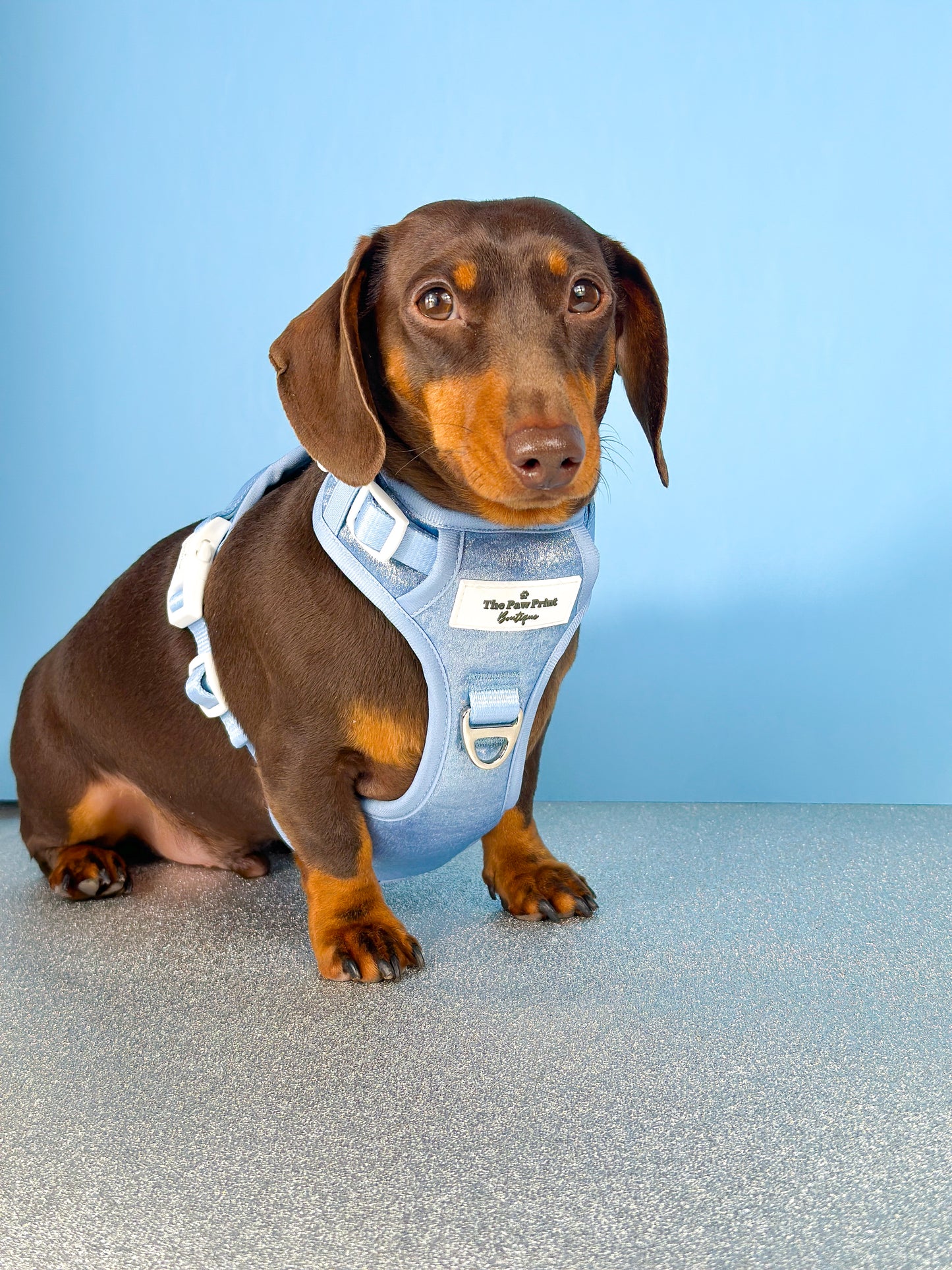 The Ocean Blue Adventure Paws Harness