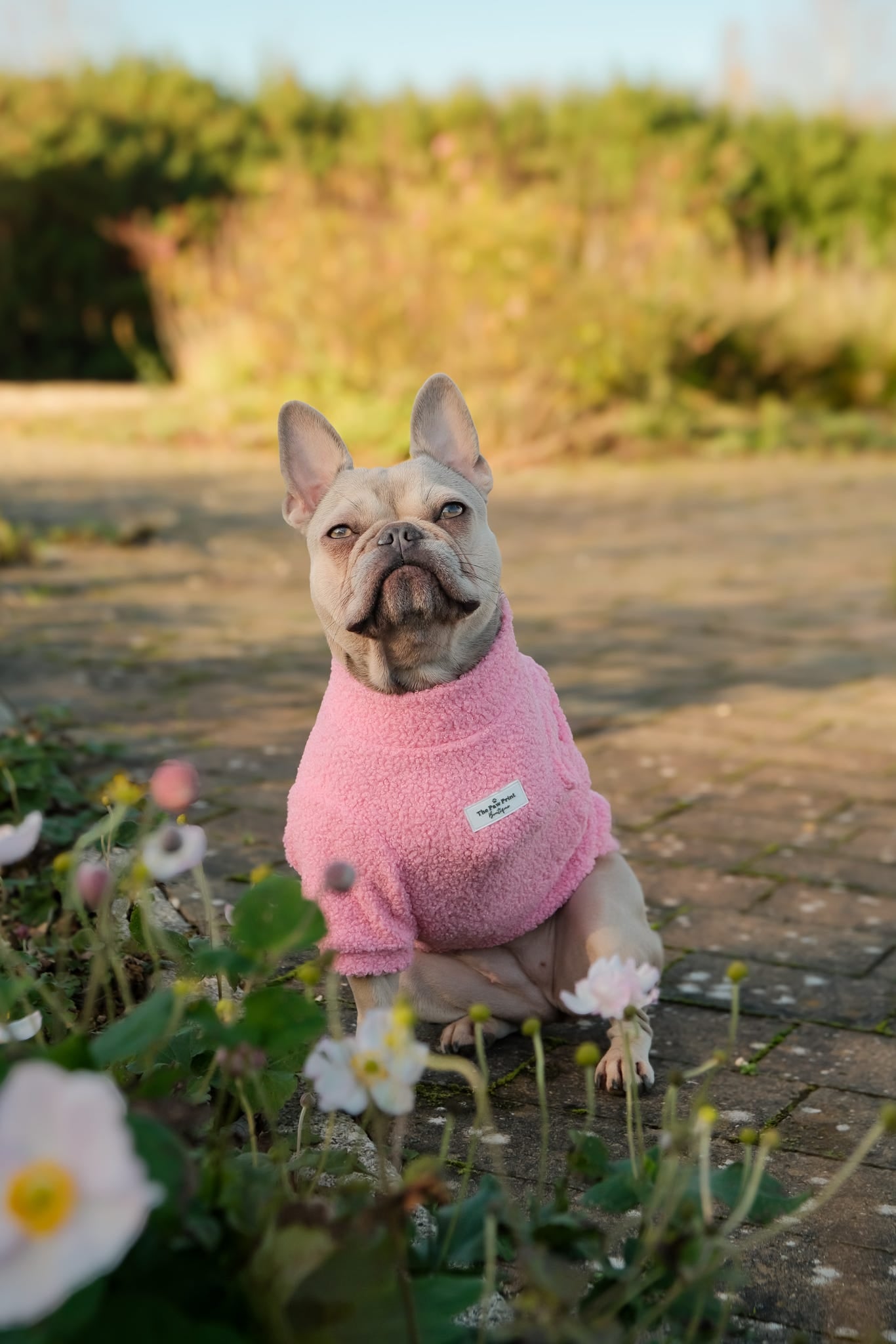Teddy Fleece - Candy Floss