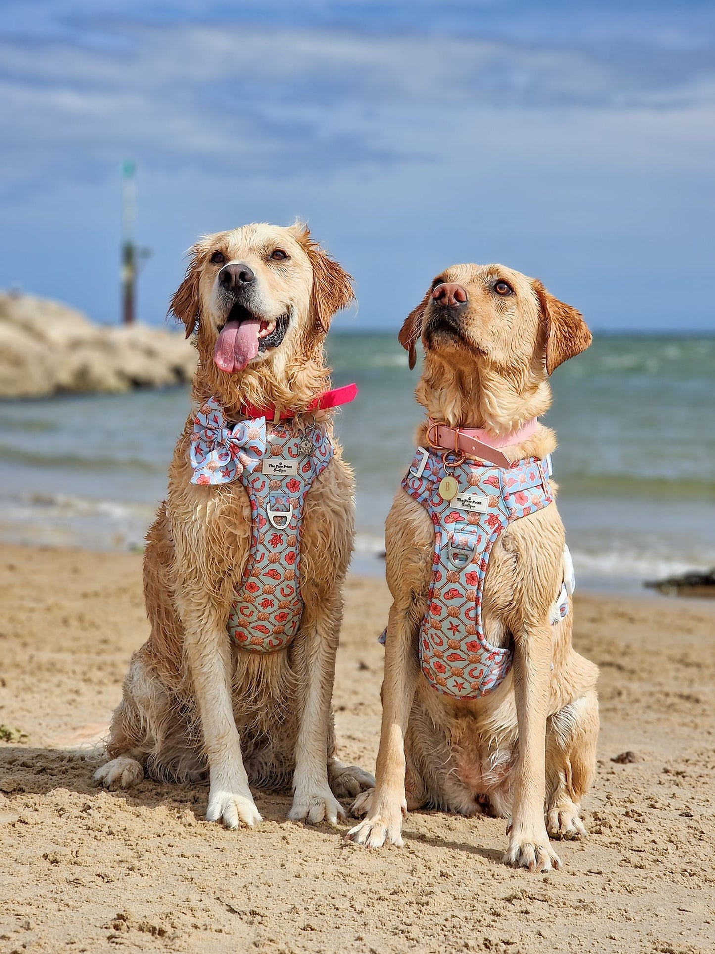 She sells Seashells by the YEEHAW Adventure Paws Harness