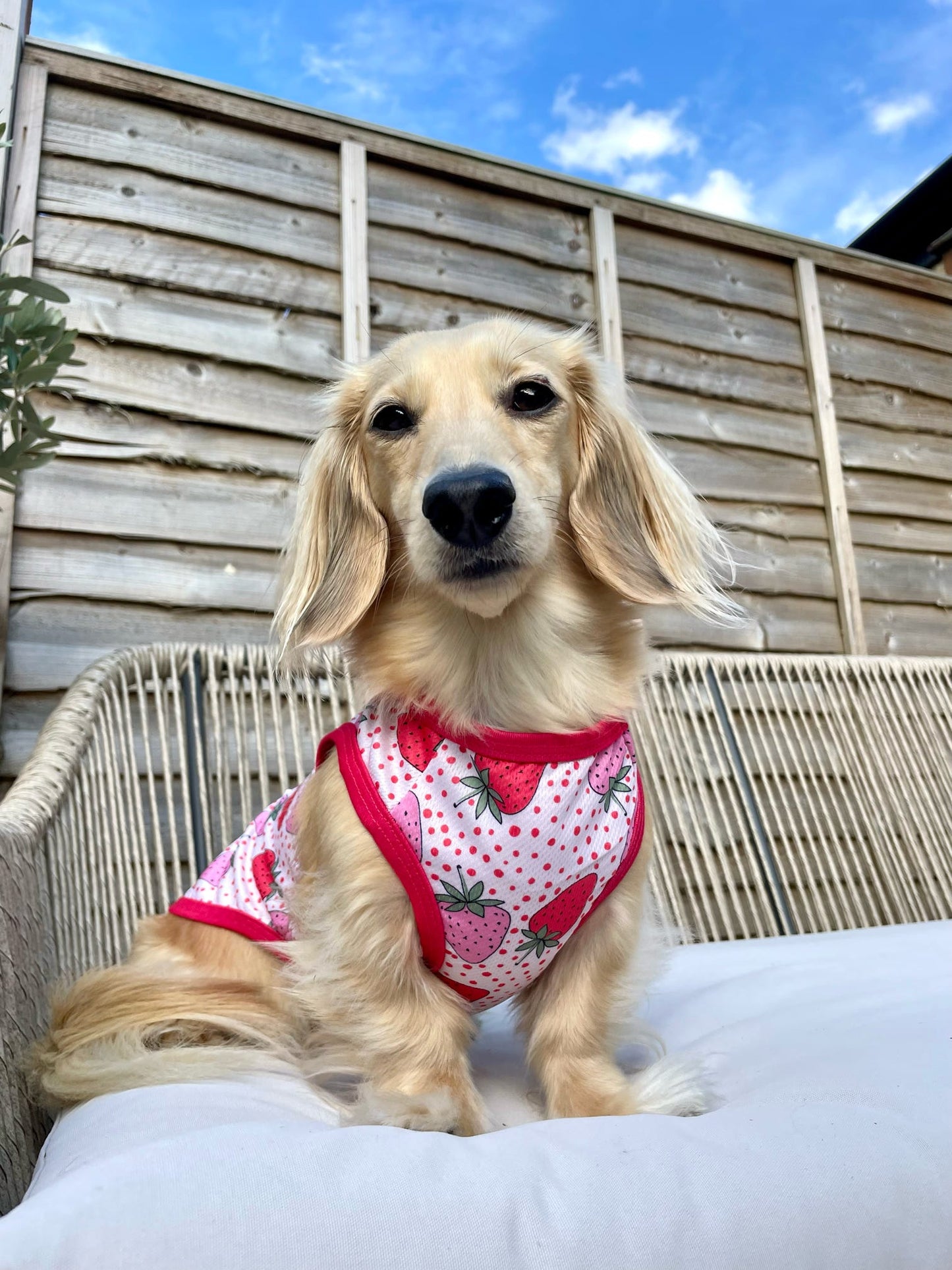 Sweet Strawberries Cooling Vest