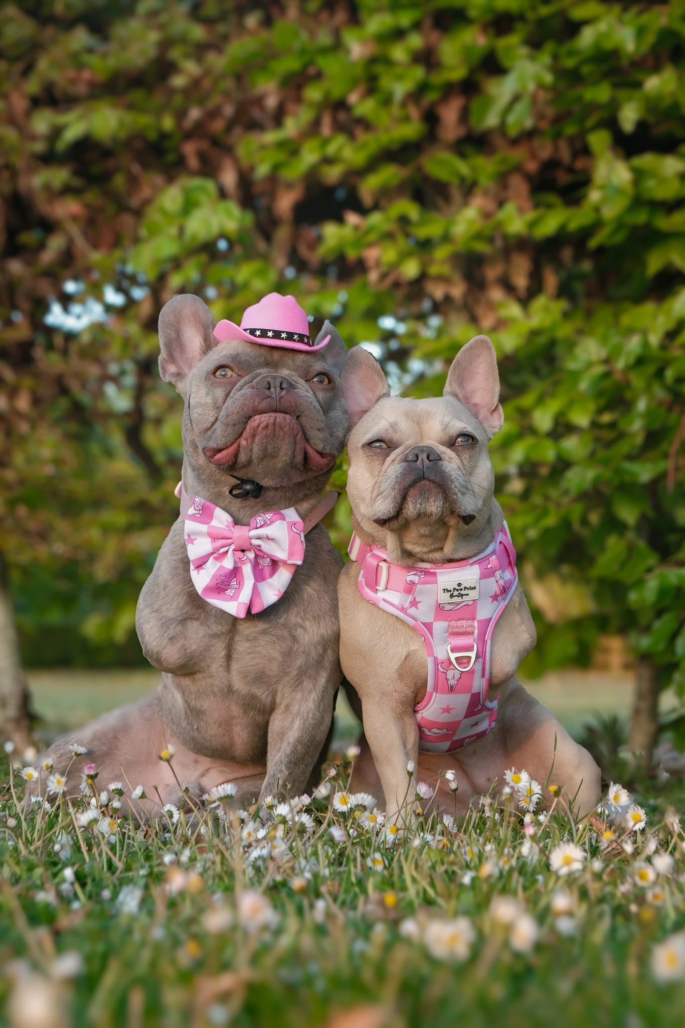 Cowgirl Cutie Adventure Paws Harness