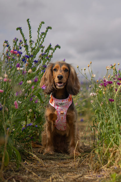 Under the Sea Adventure Paws Harness