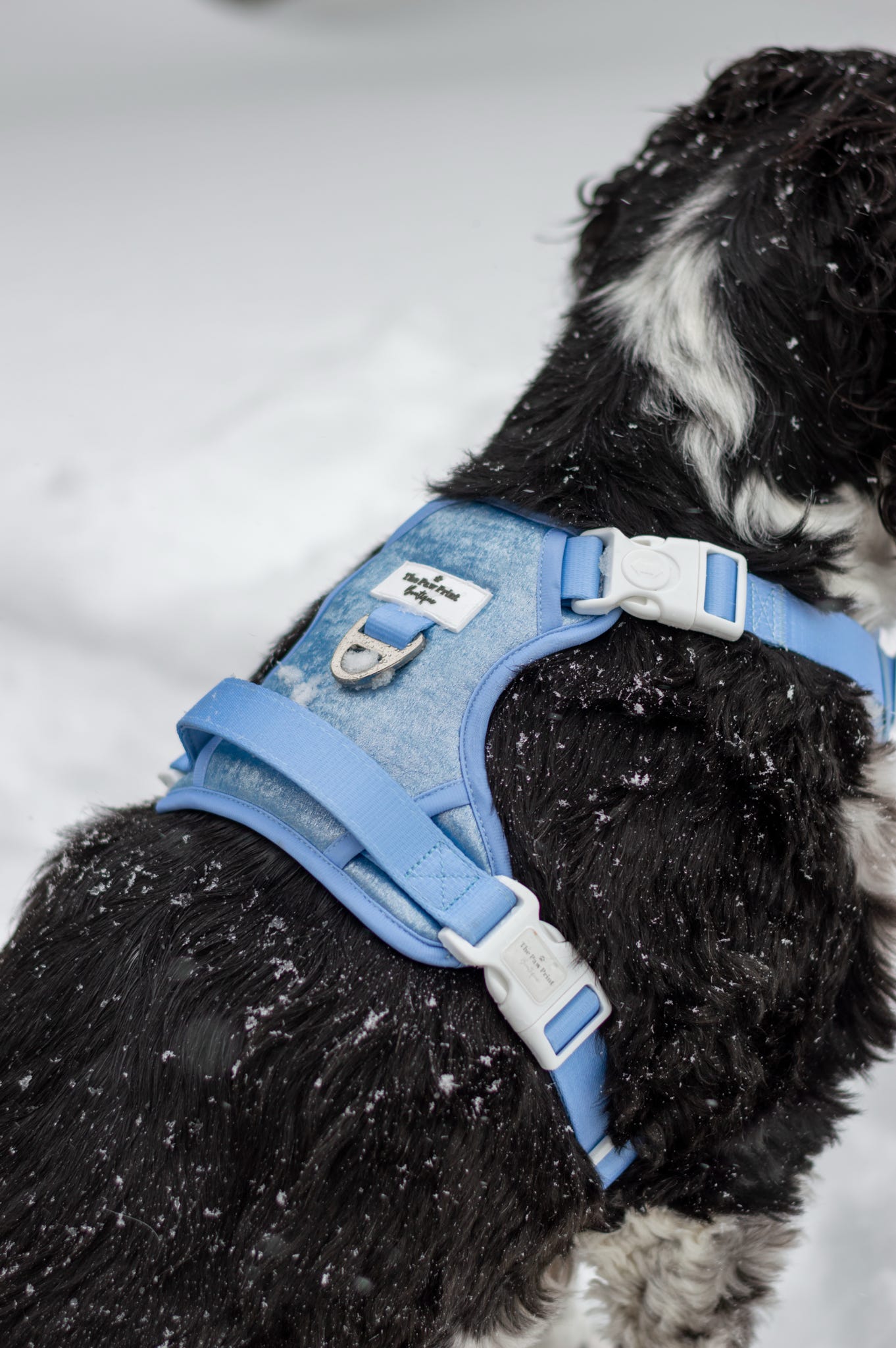 The Ocean Blue Adventure Paws Harness