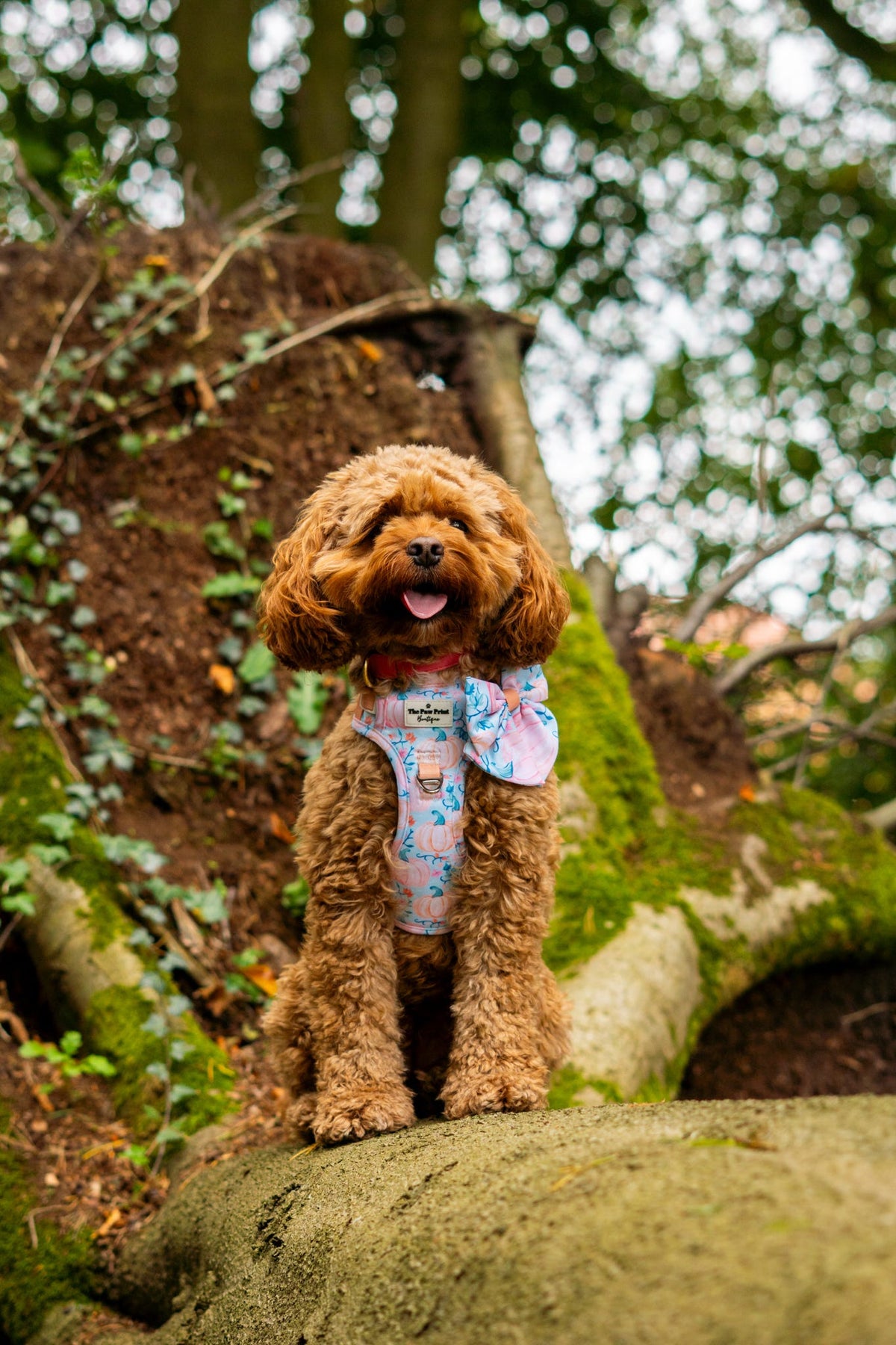 Pablo’s Pumpkins Adventure Paws Harness