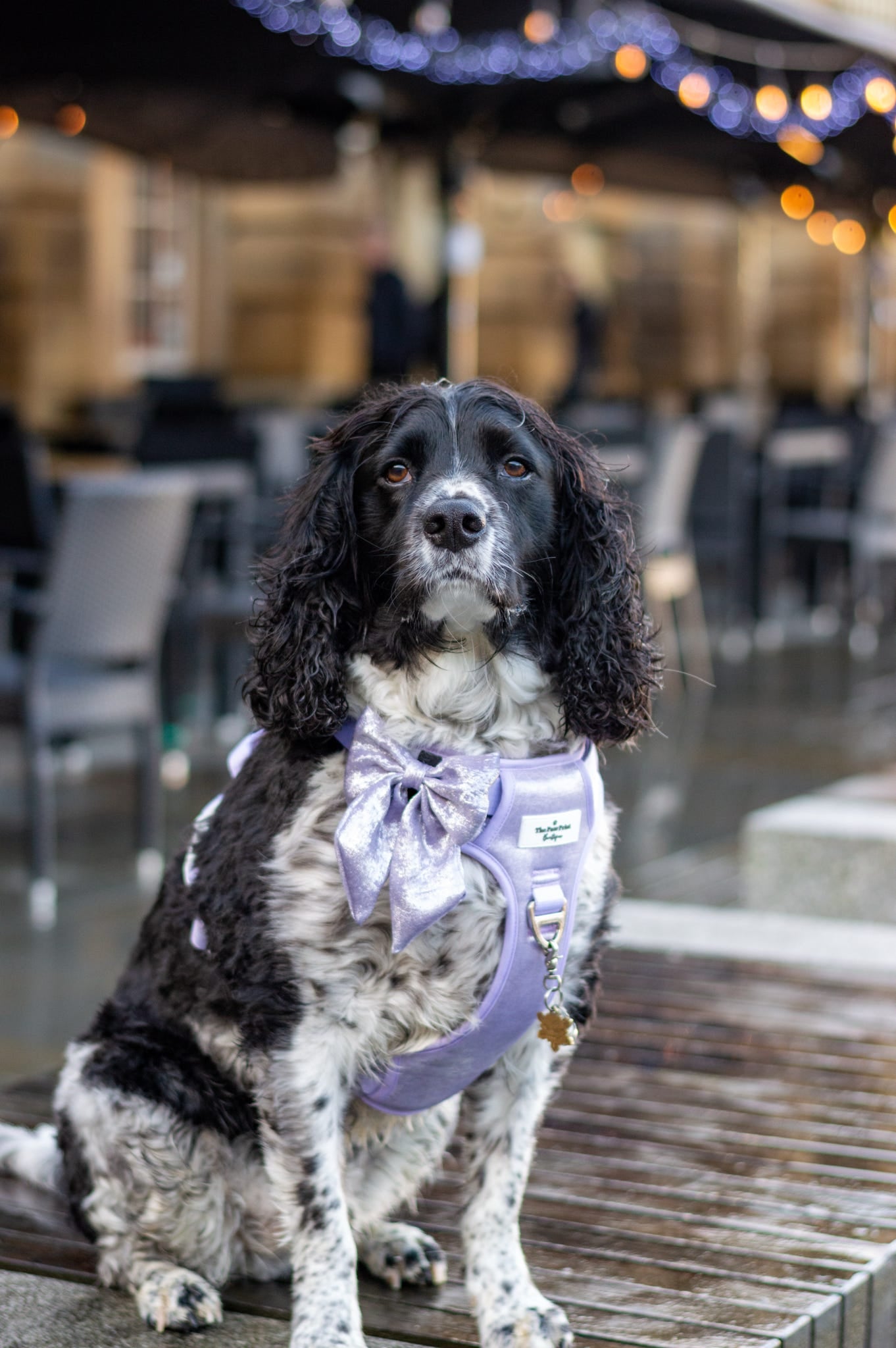 The Lavish Lilac Adventure Paws Harness