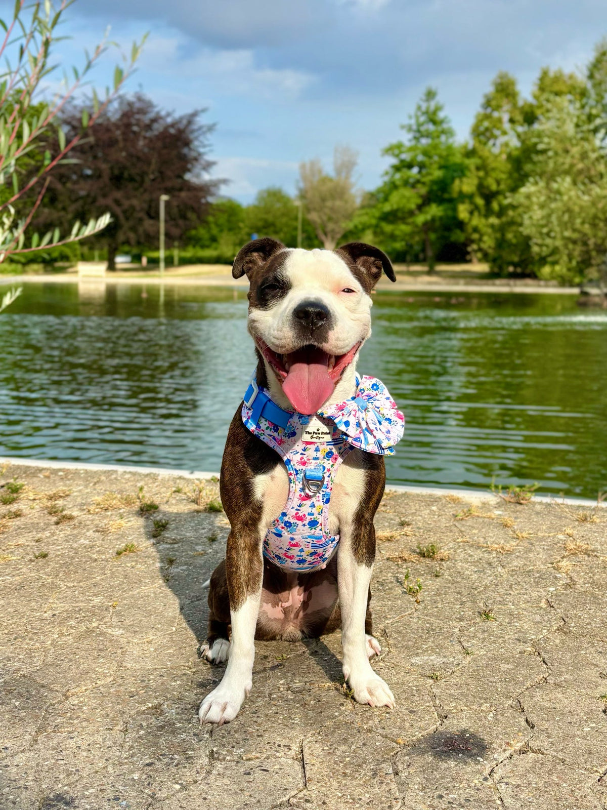 Santorini Seagulls Adventure Paws Harness