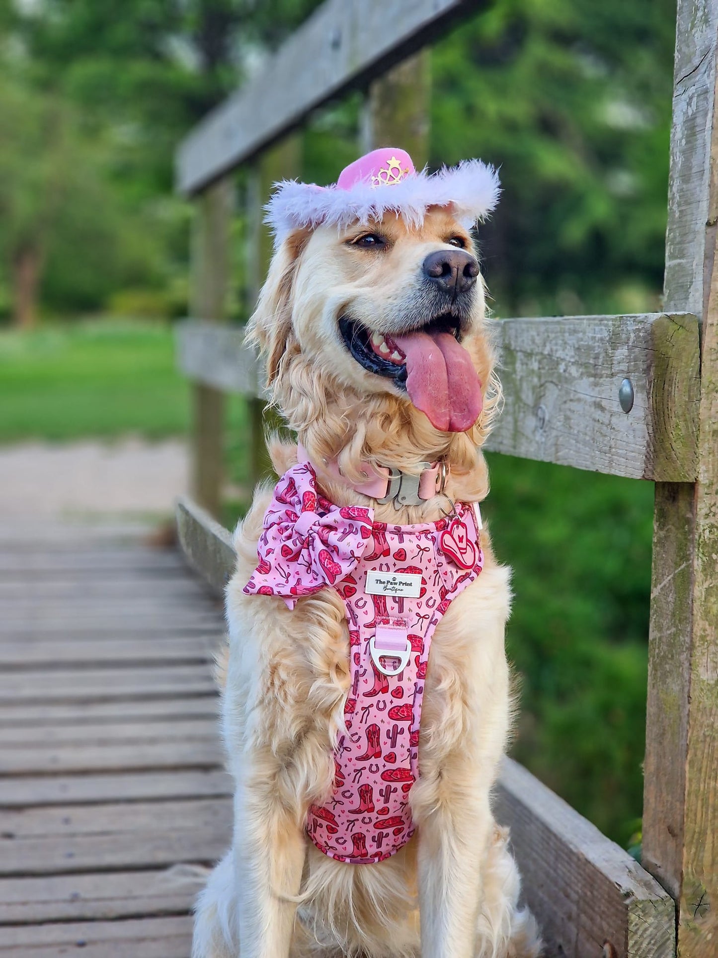 The Giddy up Pup Adventure Paws Harness