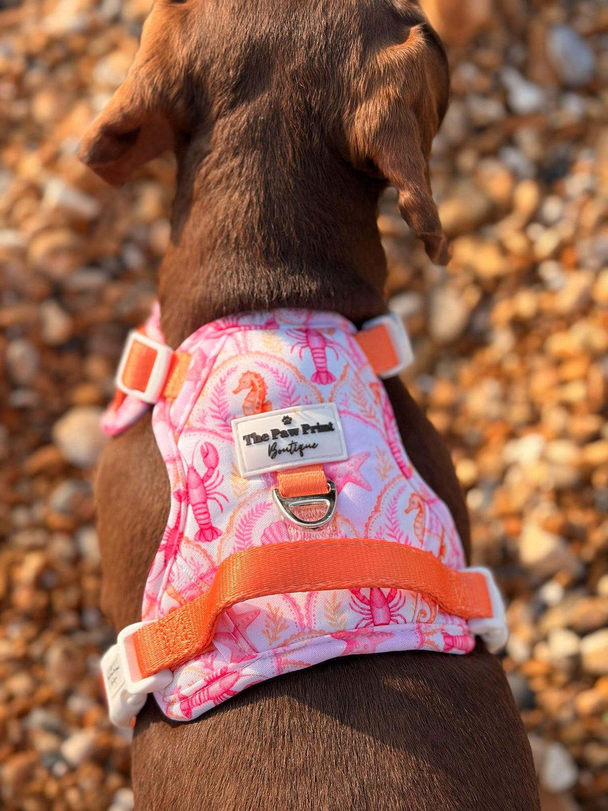 Under the Sea Adventure Paws Harness