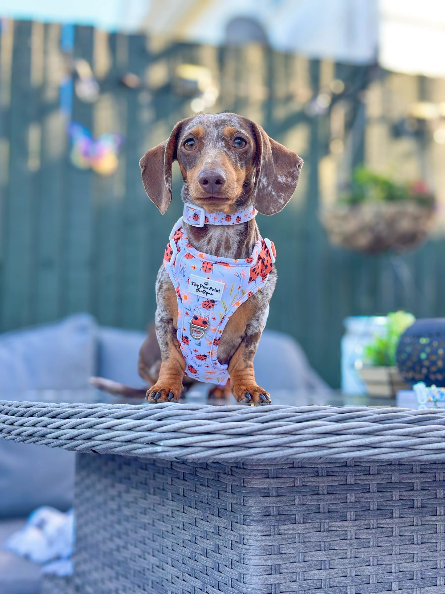 Ladybird Lane Adventure Paws Harness
