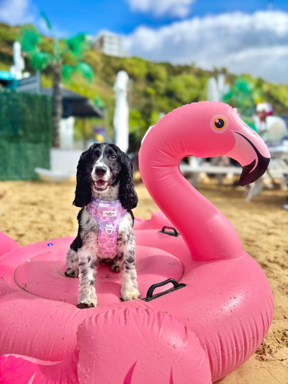 Mermaids Tails Adventure Paws Harness