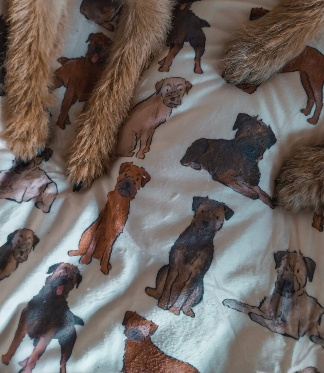 Border Terrier Dog Blanket