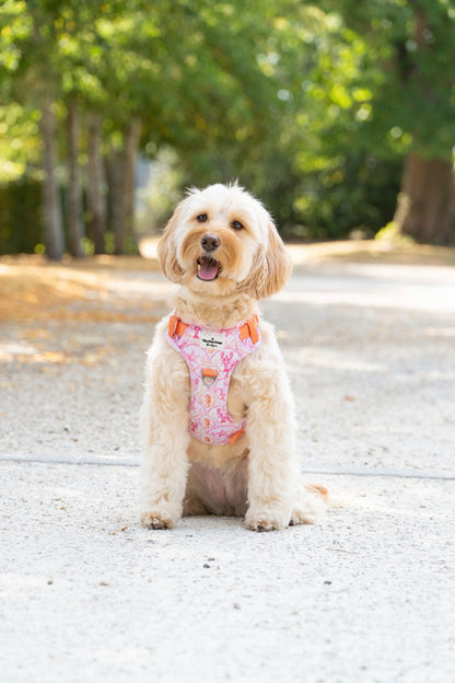 Under the Sea Adventure Paws Harness