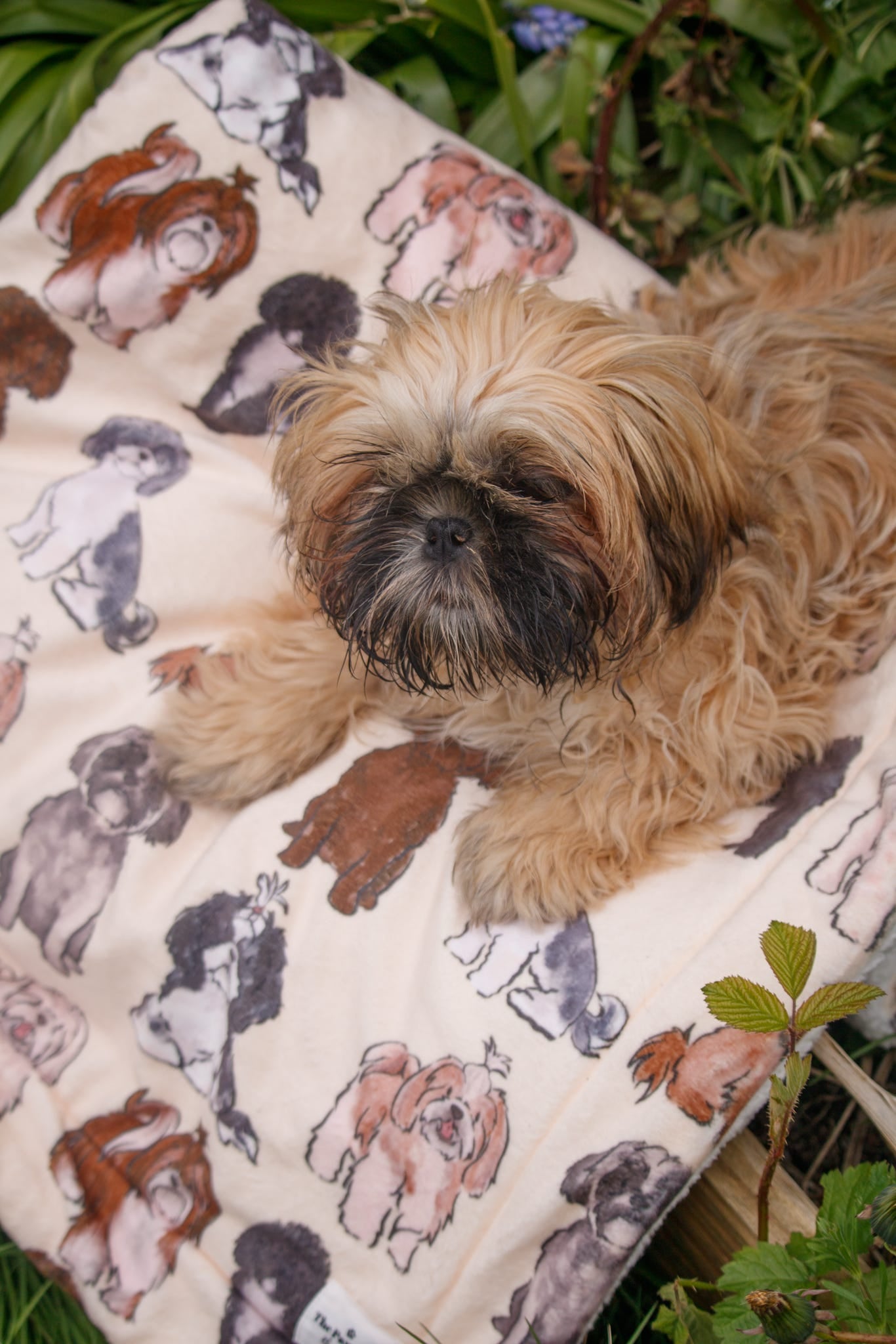 Shih Tzu Dog Blanket