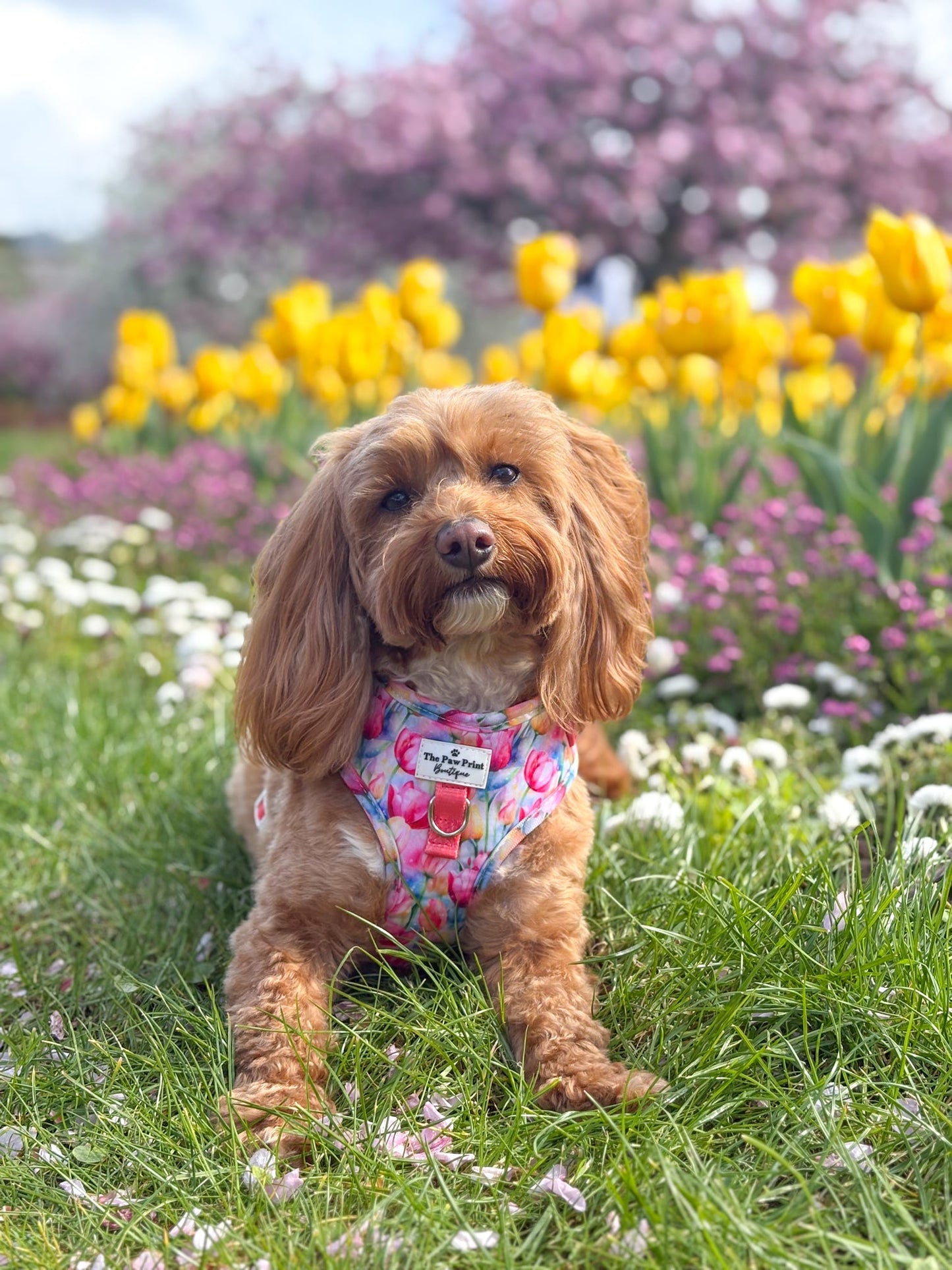 The Tulip Field Adjustable Harness