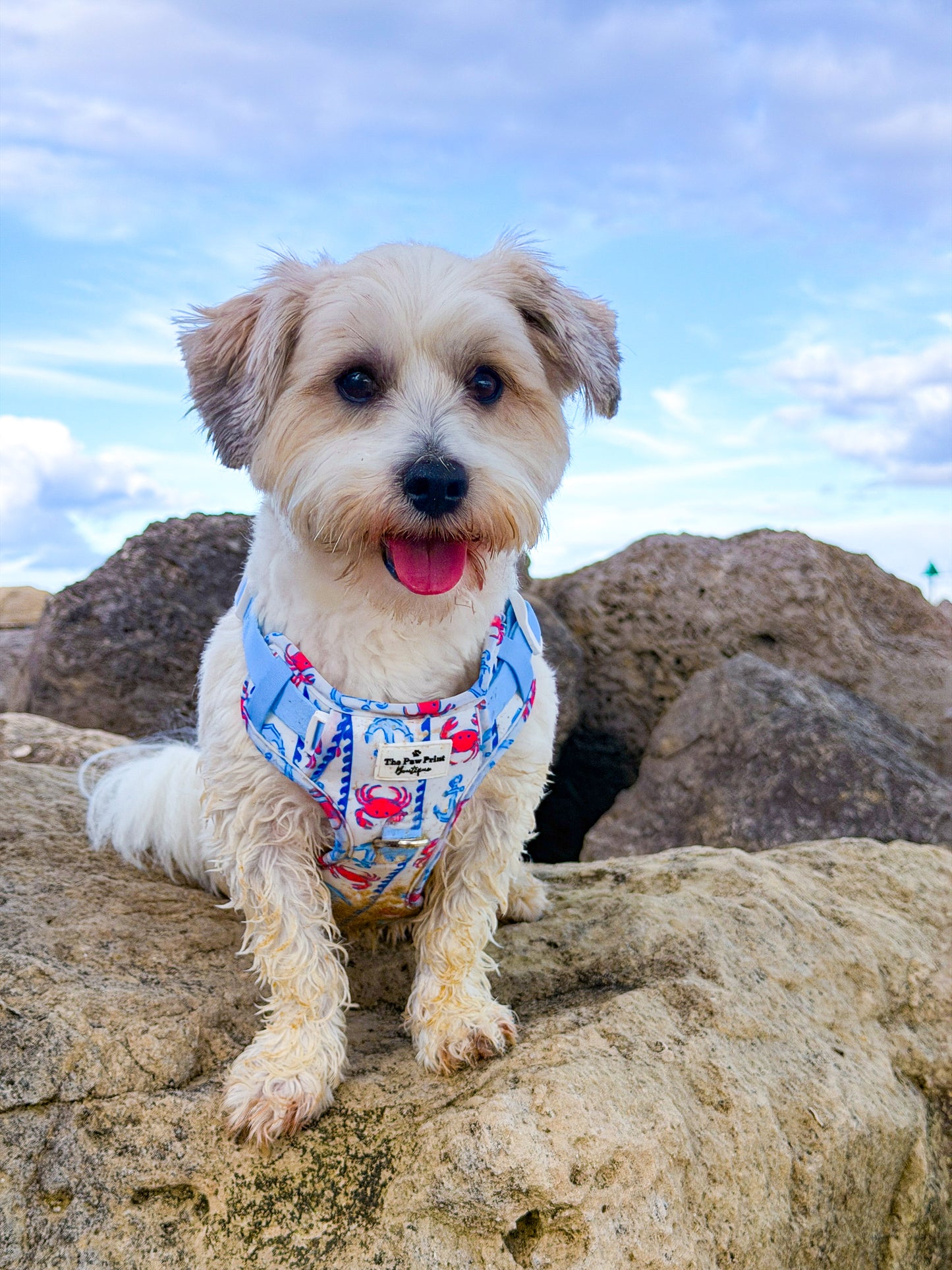 Absolutely Crabulous Adventure Paws Harness