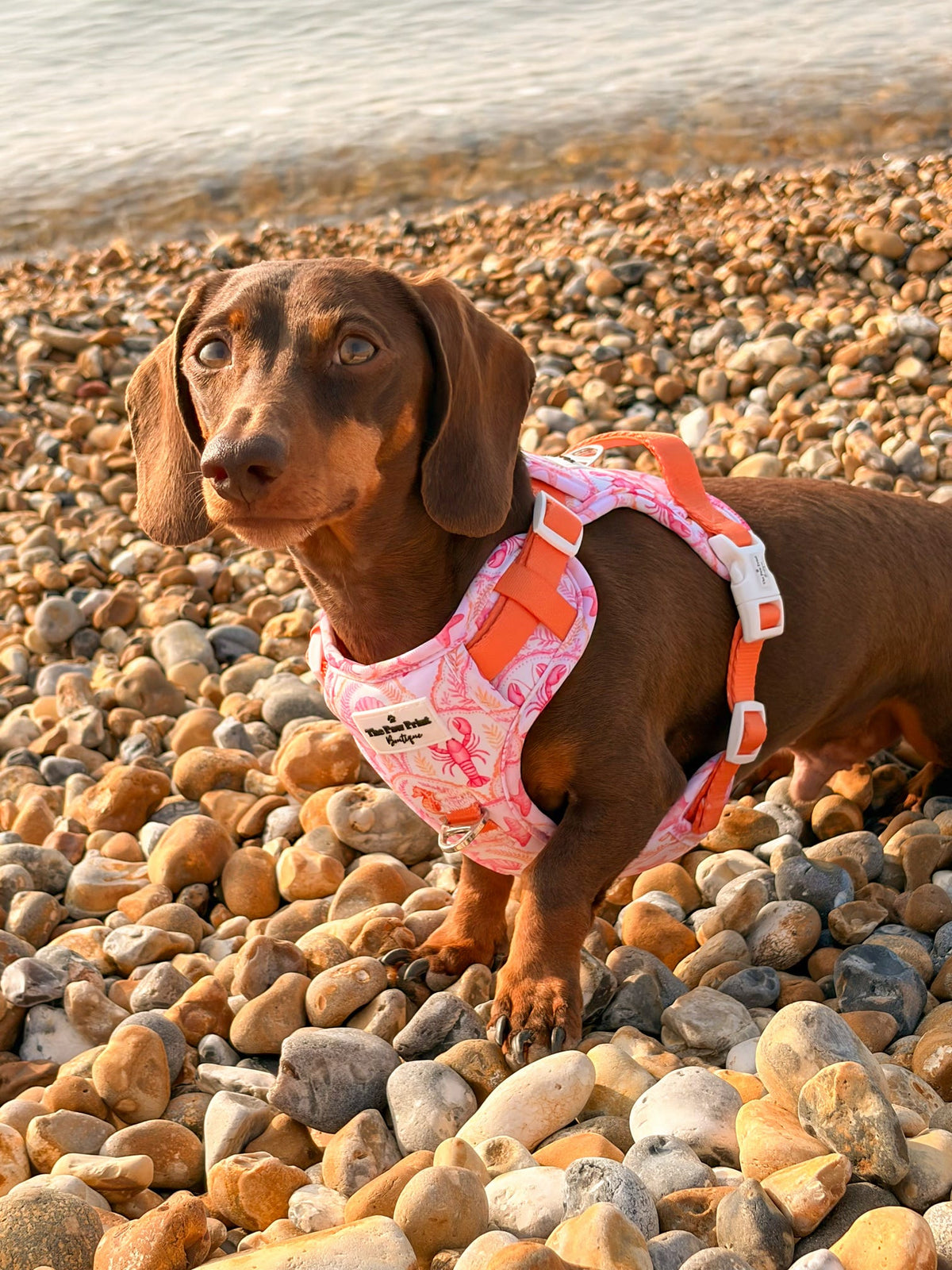 Under the Sea Adventure Paws Harness