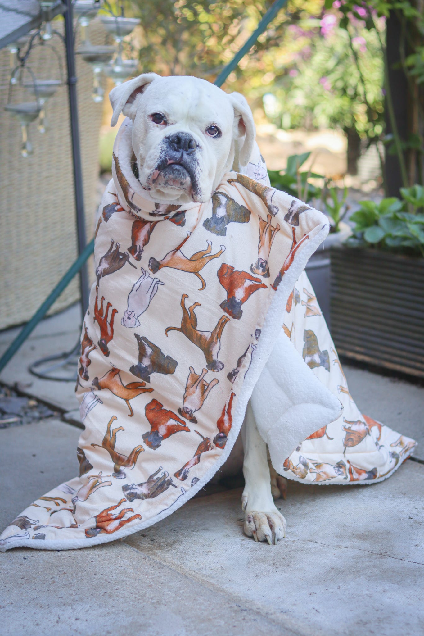 Boxer Dog Blanket