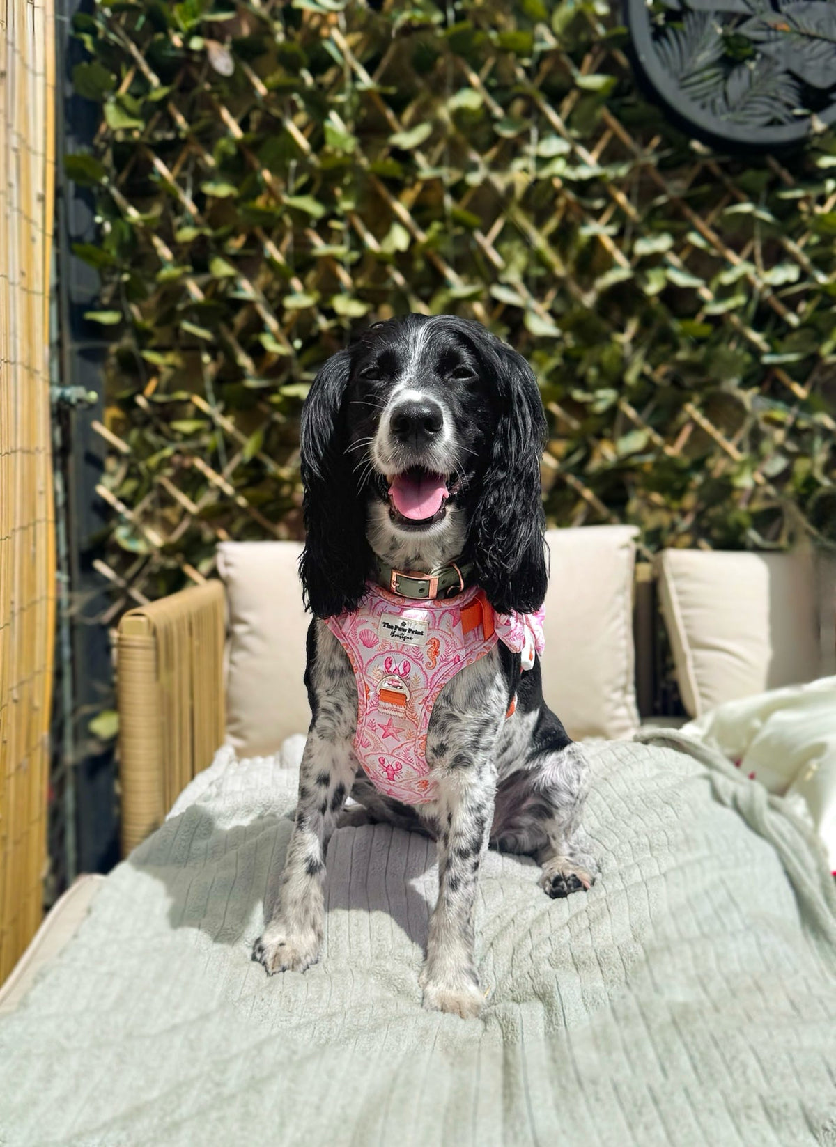 Under the Sea Adventure Paws Harness