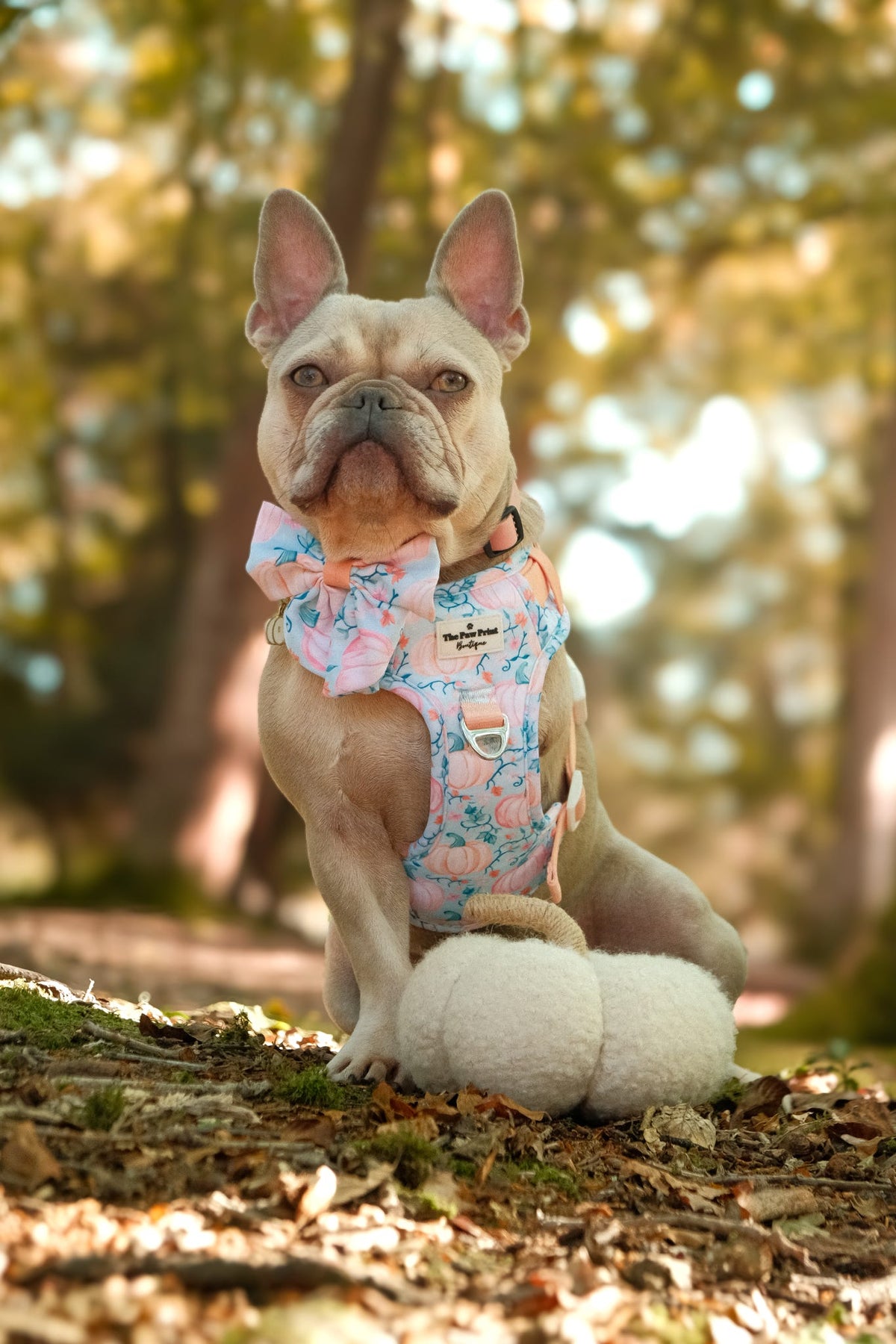 Pablo’s Pumpkins Adventure Paws Harness