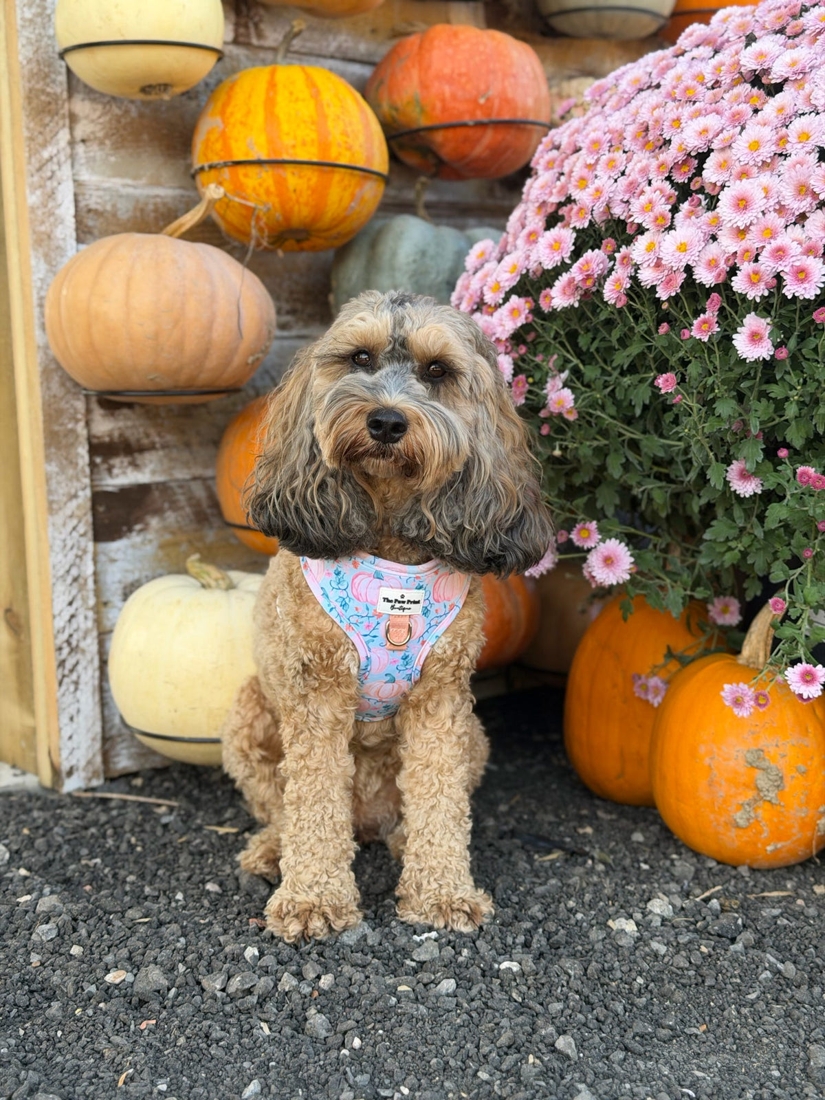 Pablo’s Pumpkins Adjustable Harness