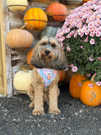 Pablo’s Pumpkins Adjustable Harness