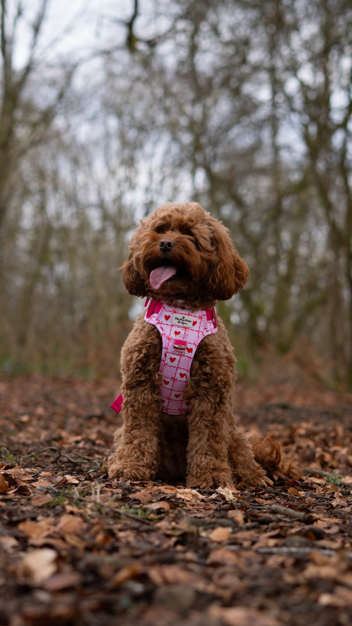 Pink Chequered Hearts Adventure Paws Harness