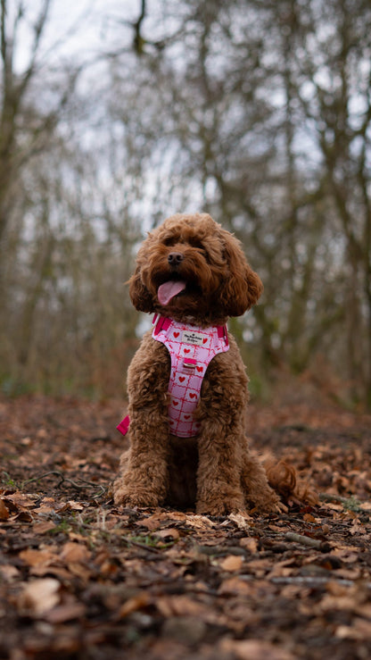 Pink Chequered Hearts Adventure Paws Harness