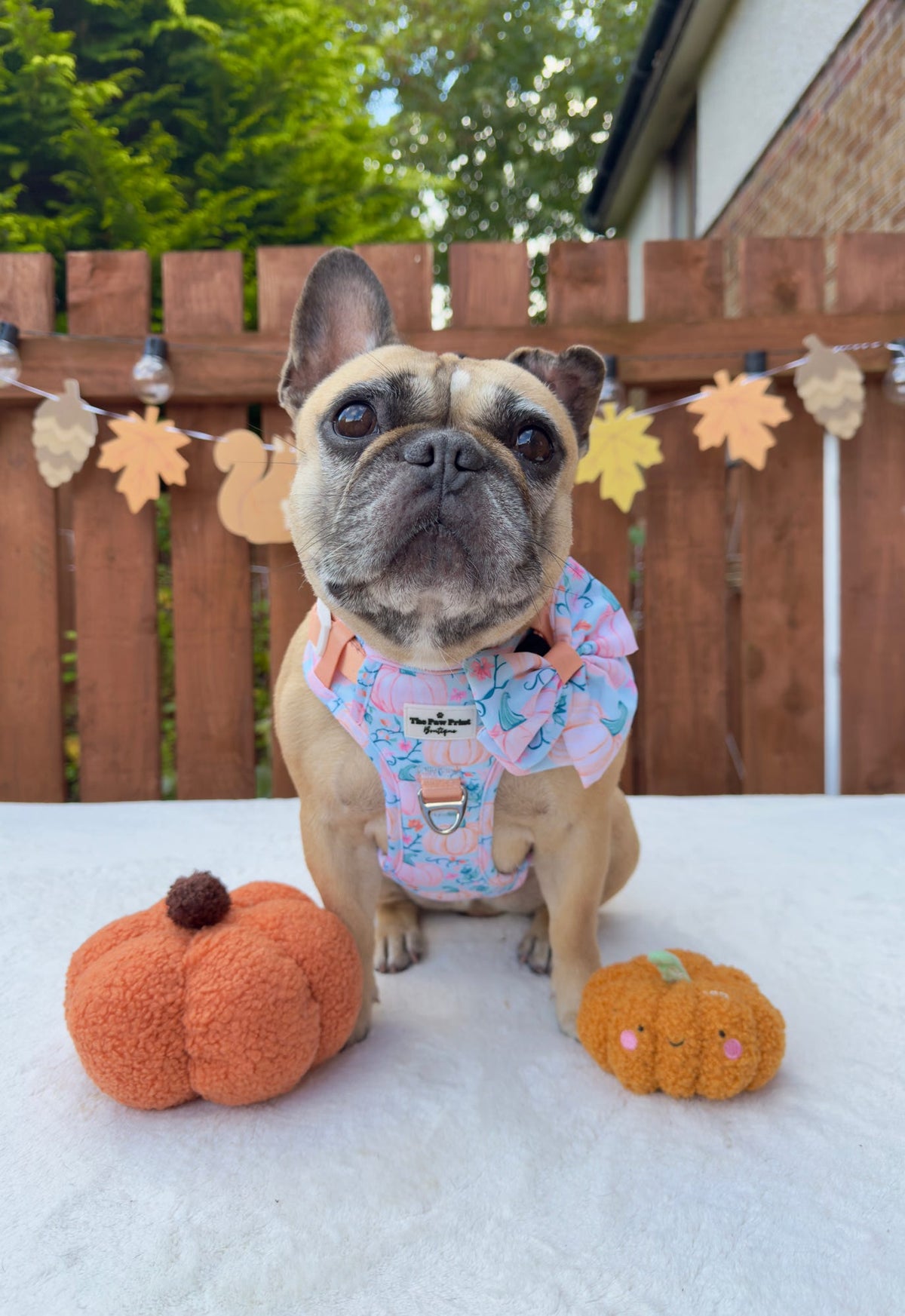 Pablo’s Pumpkins Adventure Paws Harness