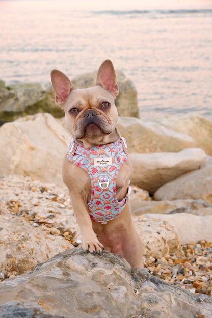 She sells Seashells by the YEEHAW Adventure Paws Harness