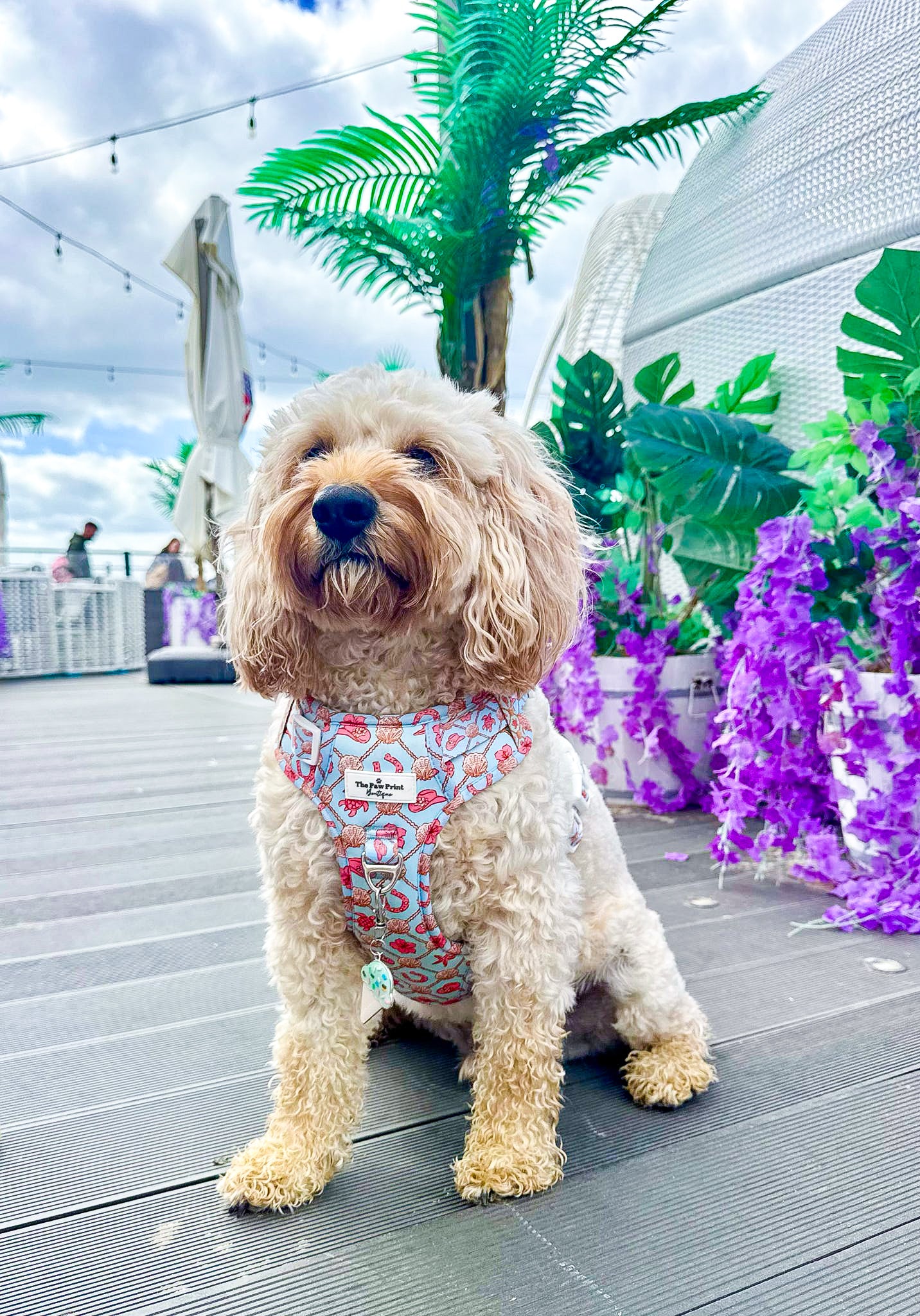She sells Seashells by the YEEHAW Adventure Paws Harness