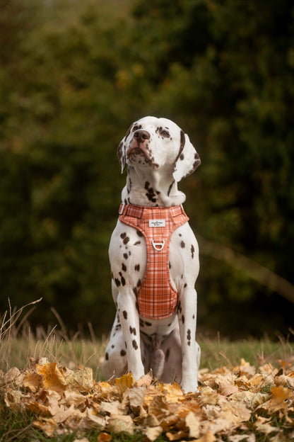 Pooches in Plaid Adventure Paws Harness