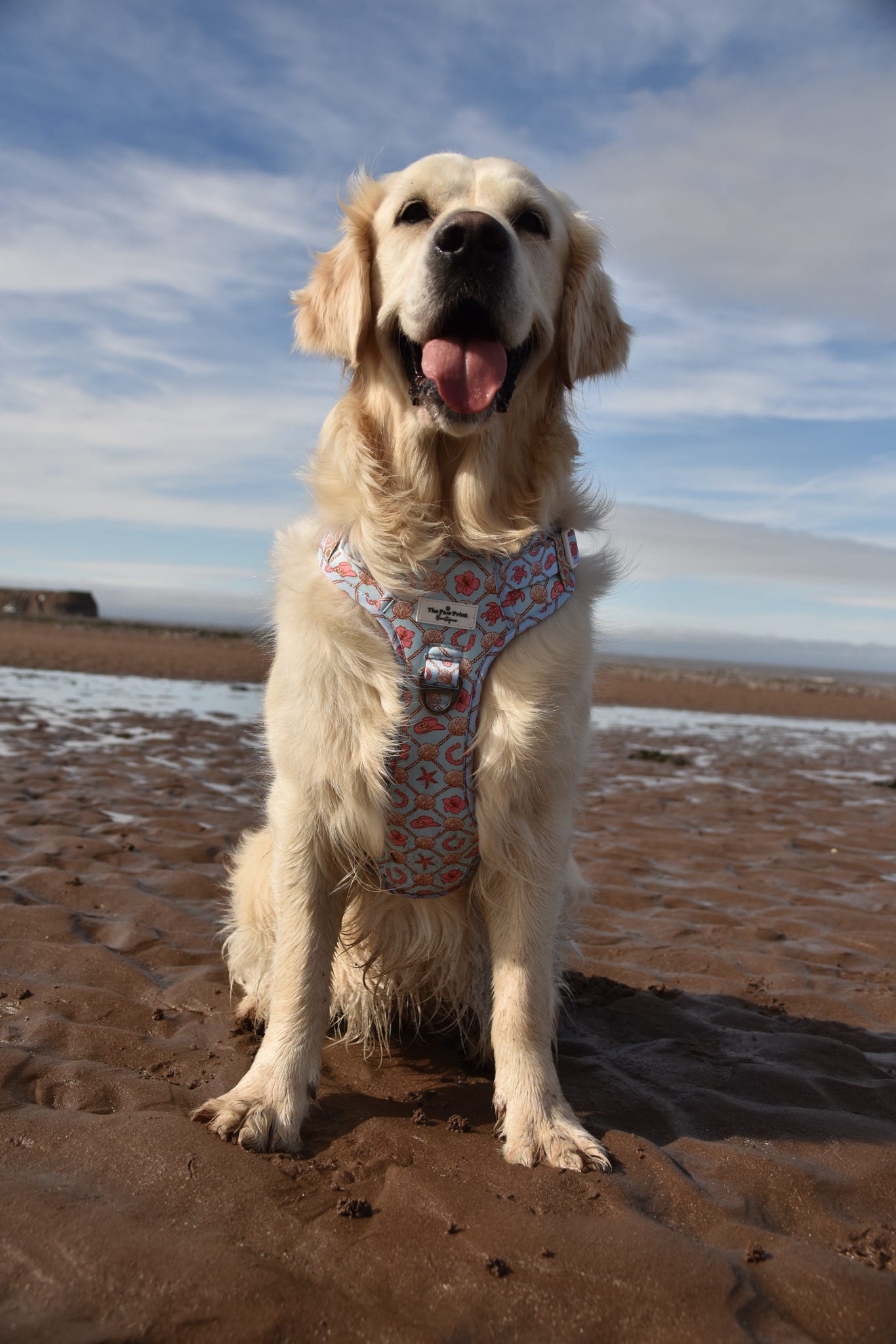 She sells Seashells by the YEEHAW Adventure Paws Harness