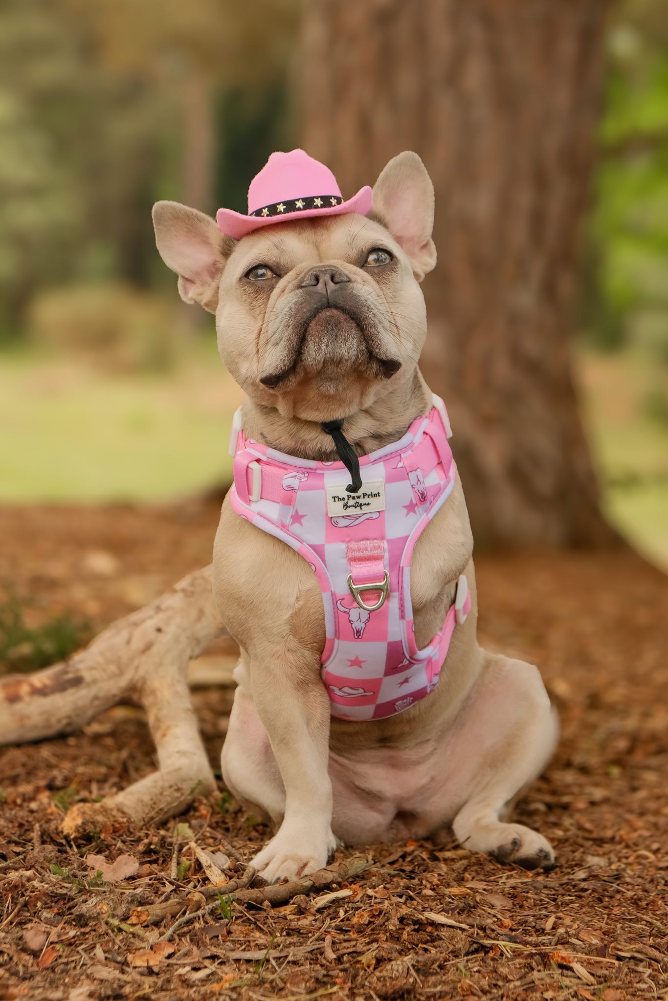 Cowgirl Cutie Adventure Paws Harness