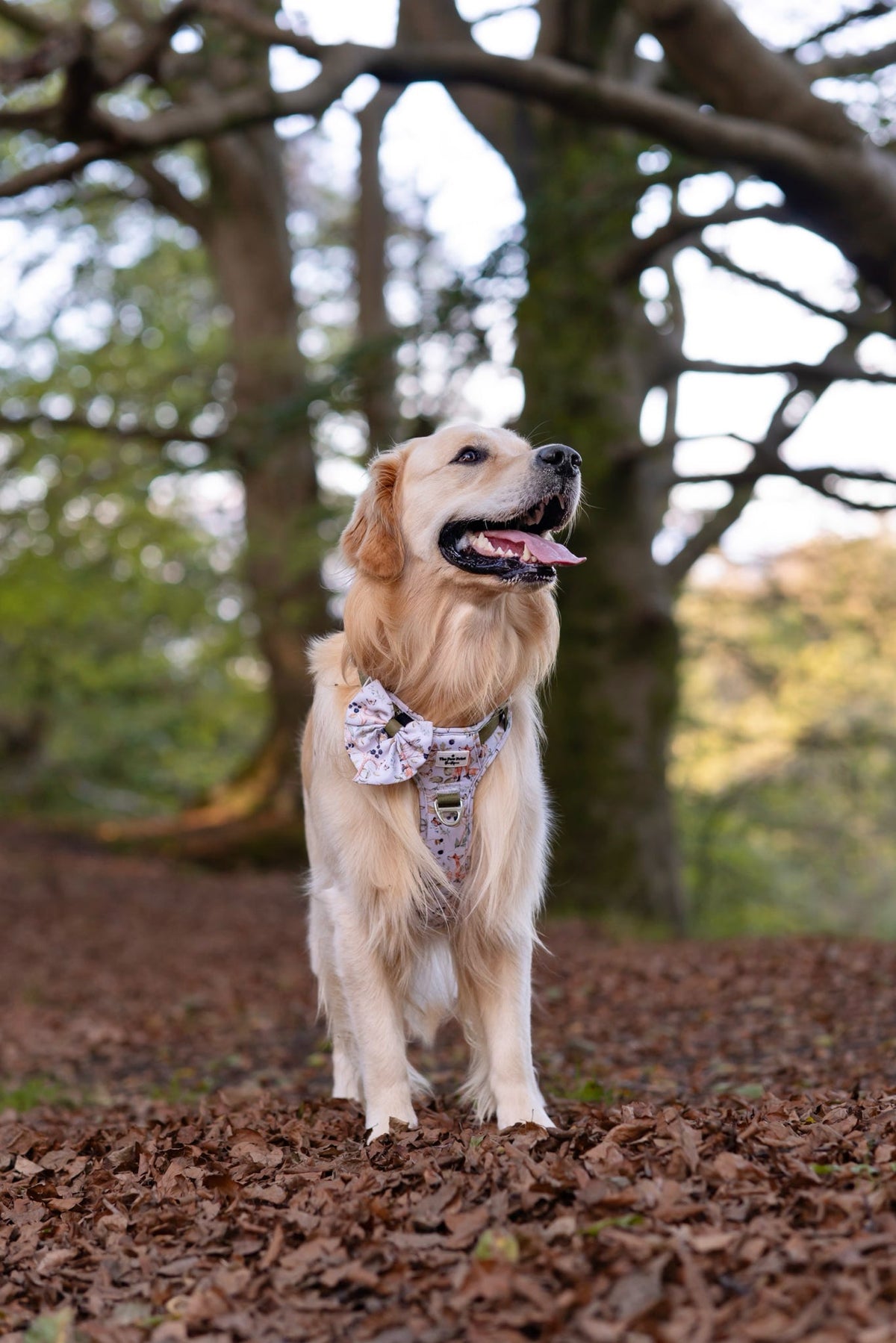 Whimsical Wildlife Adventure Paws Harness