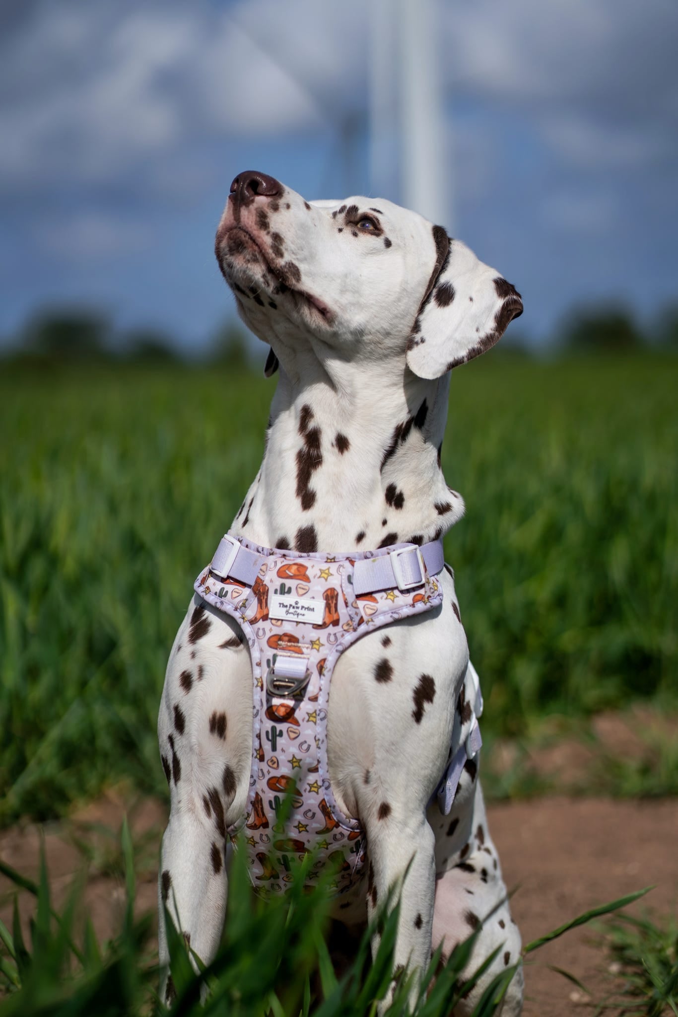 Howdy Pawtner Adventure Paws Harness