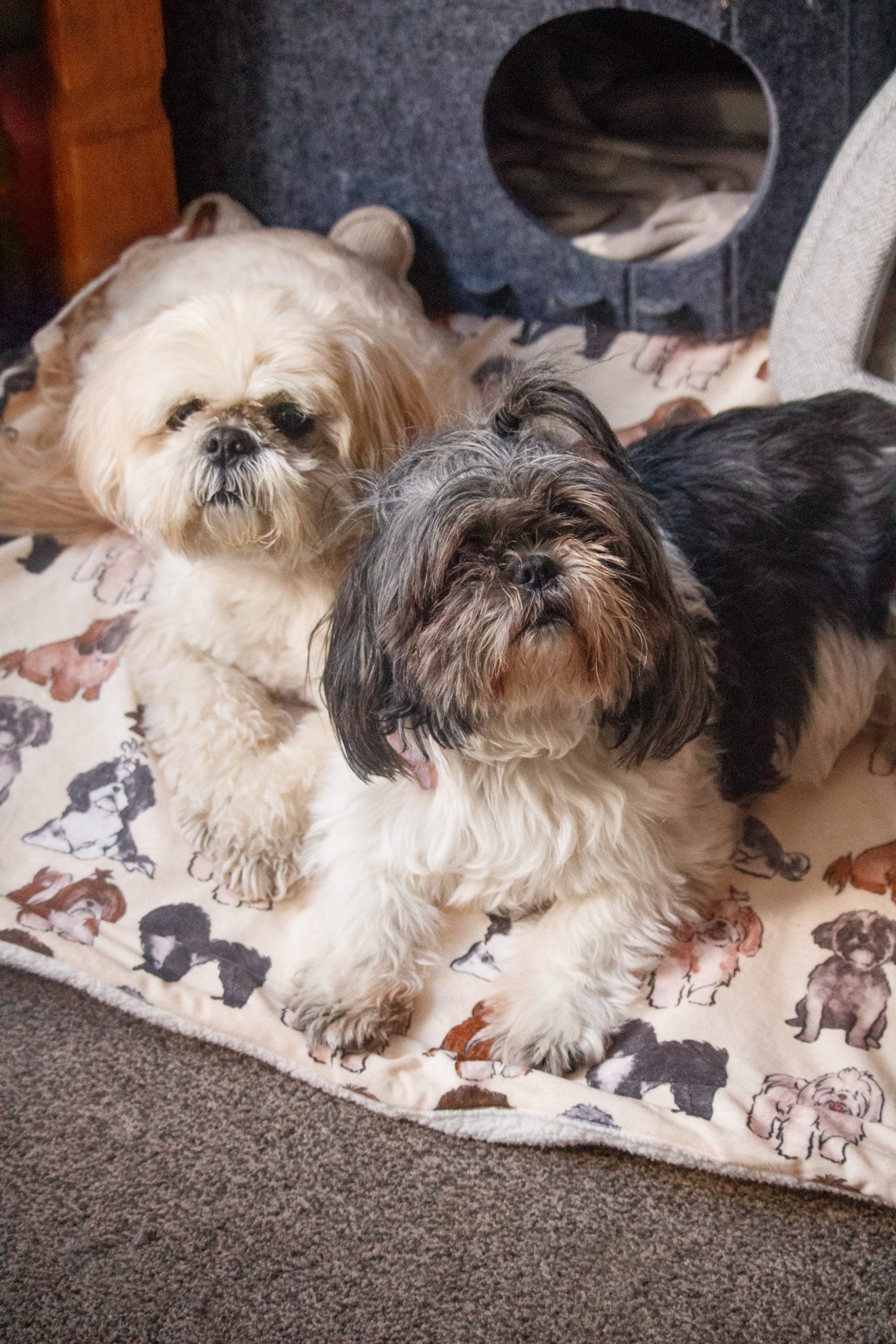 Shih Tzu Dog Blanket