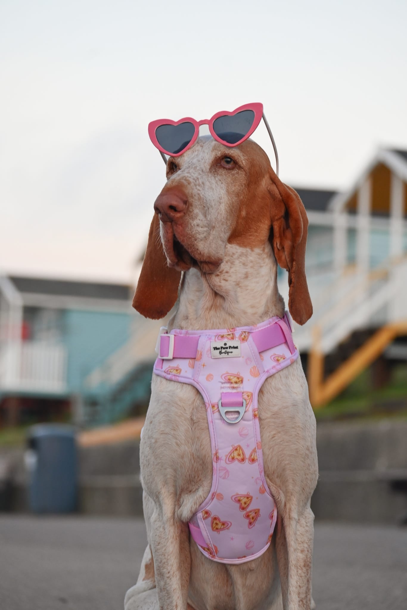 Miami Palms Adventure Paws Harness