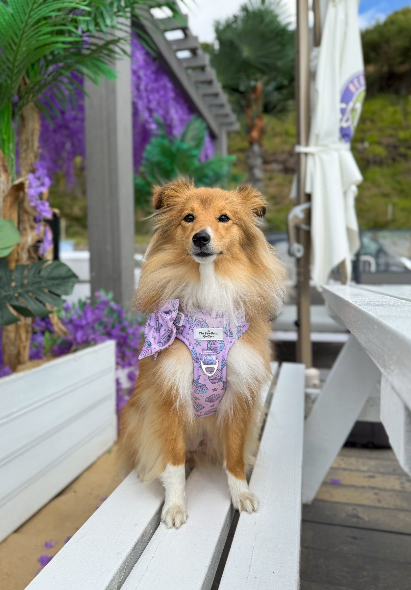 Mermaids Tails Adventure Paws Harness