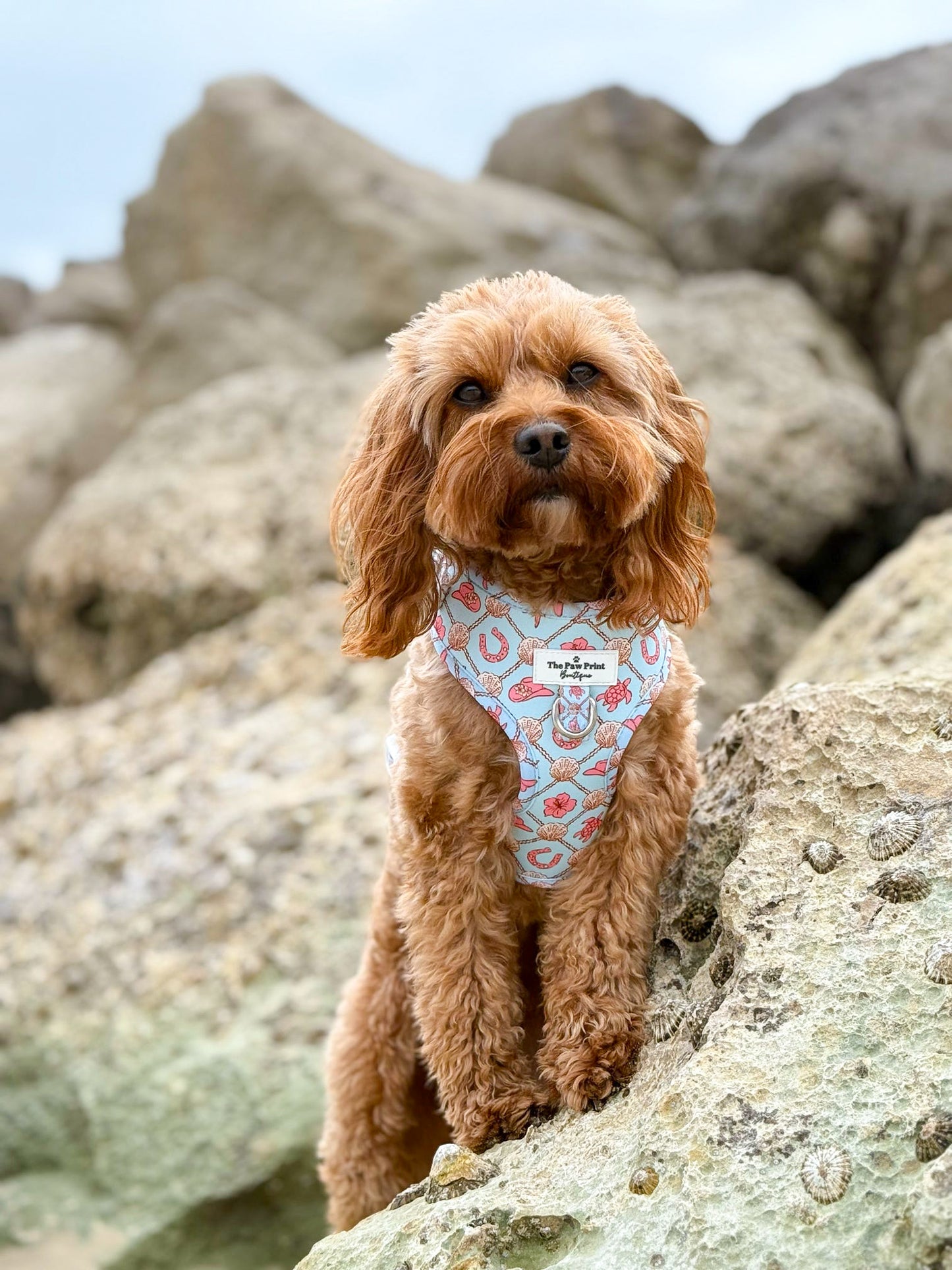 She sells Seashells by the YEEHAW Adjustable Harness