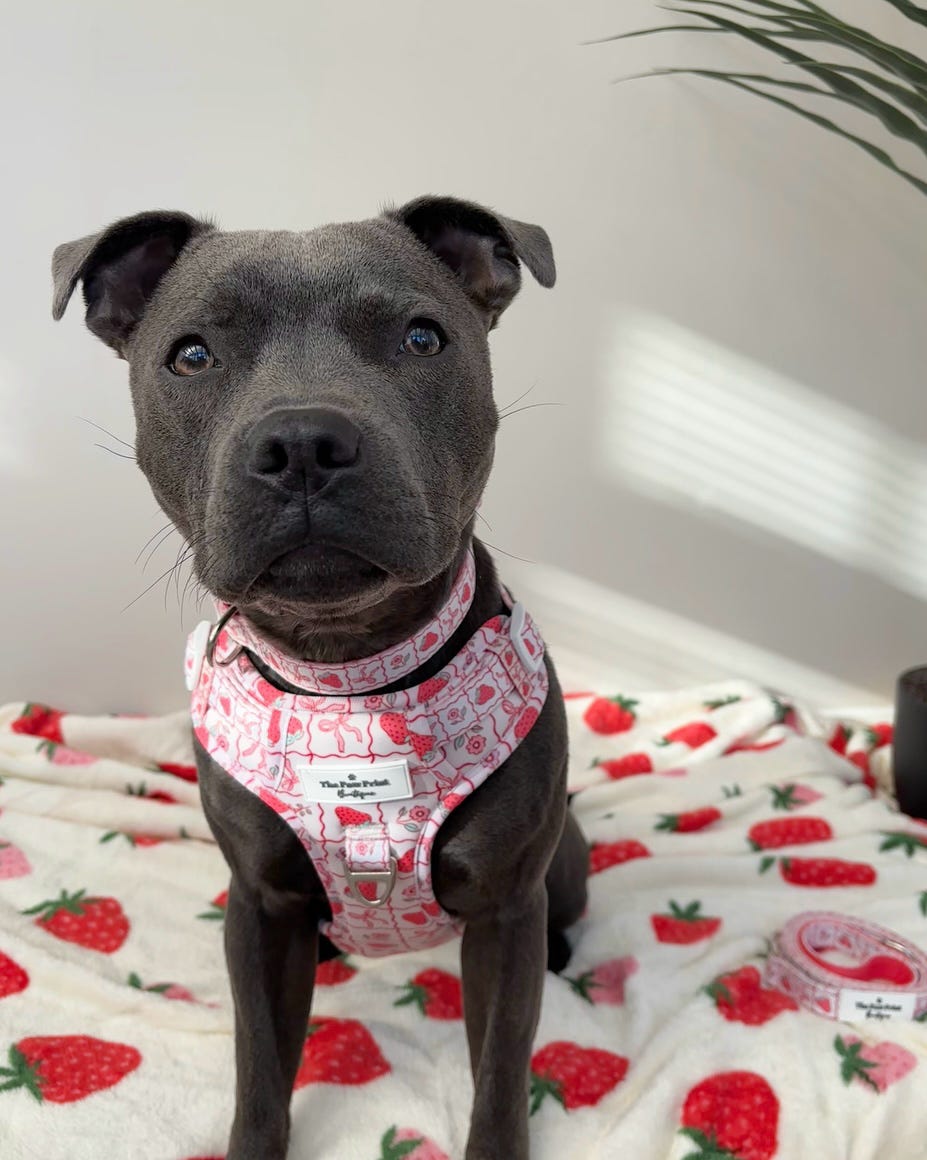The Bows & Berries Adjustable Harness