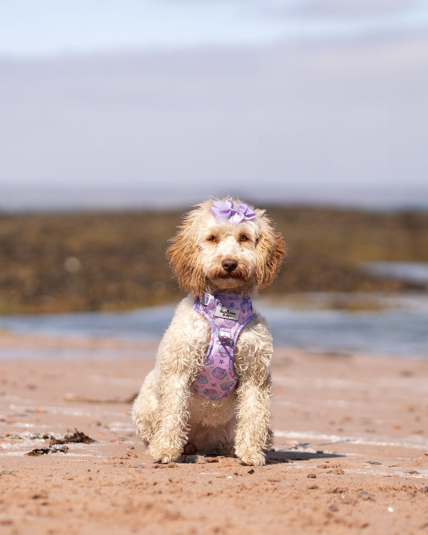 Mermaids Tails Adventure Paws Harness