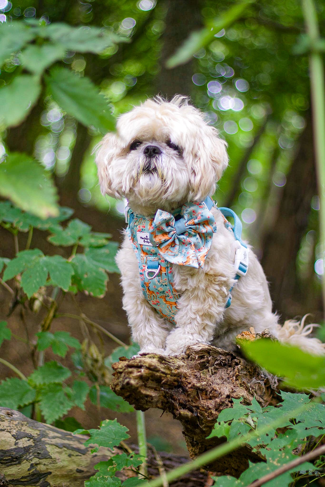Bambi in Bloom Adventure Paws Harness