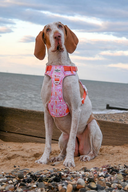 Under the Sea Adventure Paws Harness